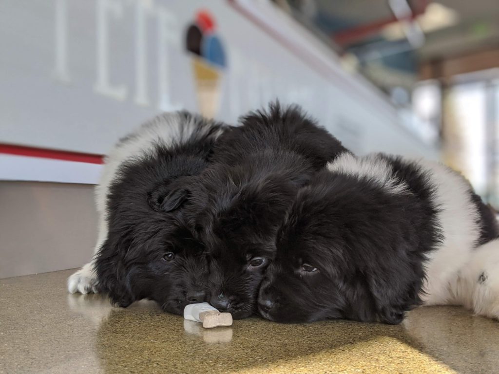 Can dogs eat chocolate? (Not to Worry, We Have Treats for Dogs – and Dog Lovers), Chocolate for dogs?! Yup!